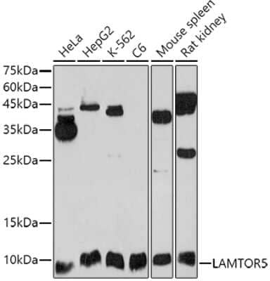 Western Blot: HBXIP AntibodyBSA Free [NBP3-03300]